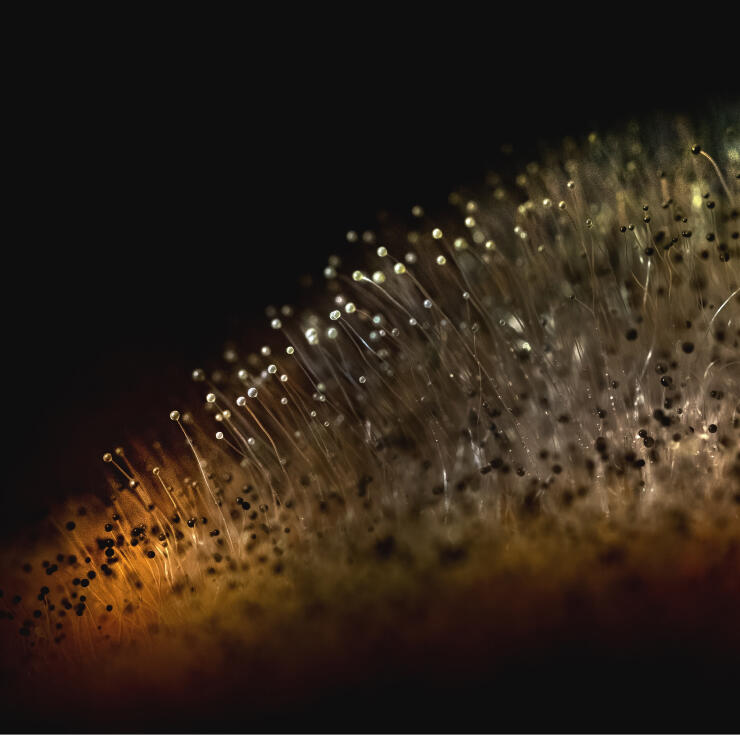 mould micro